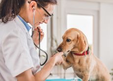 Rafforzare il diritto alla genitorialità per le Veterinarie