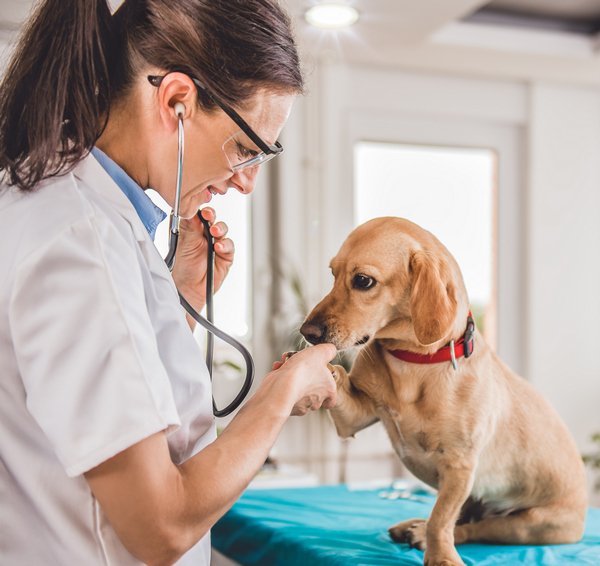 Rafforzare il diritto alla genitorialità per le Veterinarie