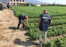 Controlli Dei Carabinieri in 109 aziende agricole.