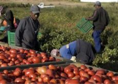 Ieri ispezionate 310 aziende, 66% irregolarità