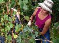 L’Italia torna primo produttore al mondo di vino