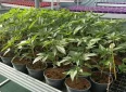 Savona, smantellata rete dedita al traffico internazionale di droga