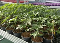 Savona, smantellata rete dedita al traffico internazionale di droga