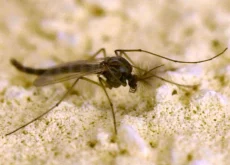 West Nile, Rezza: “In Campania tasso letalità elevato, possibile sottostima dei casi”