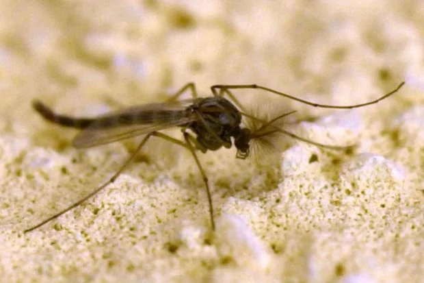 West Nile, Rezza: