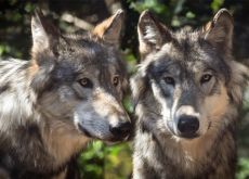 Avvistato branco di lupi a Fregene, chiusa la Pineta Monumentale