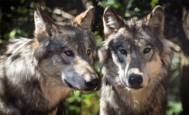 Avvistato branco di lupi a Fregene, chiusa la Pineta Monumentale